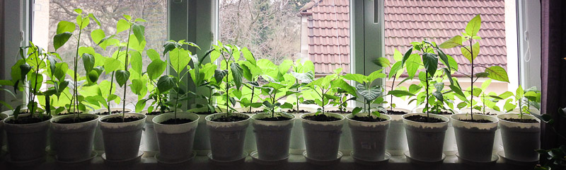 Chilies on a windowsil