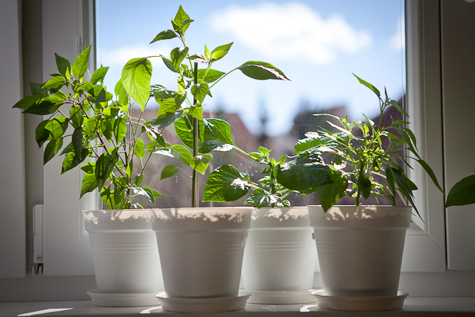 Chili plant topping