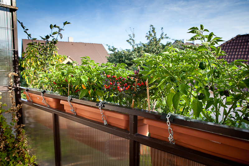 Balcony chili garden