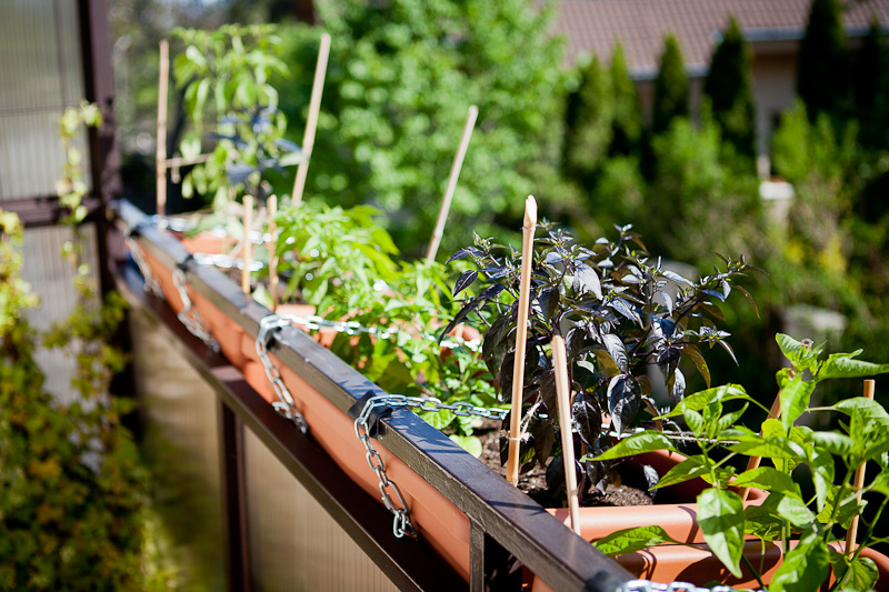 Balcony chili garden