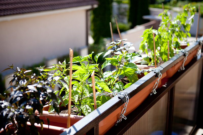 Balcony chili garden