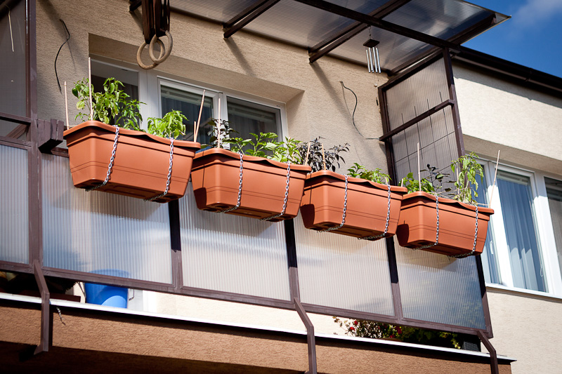 Balcony chili garden