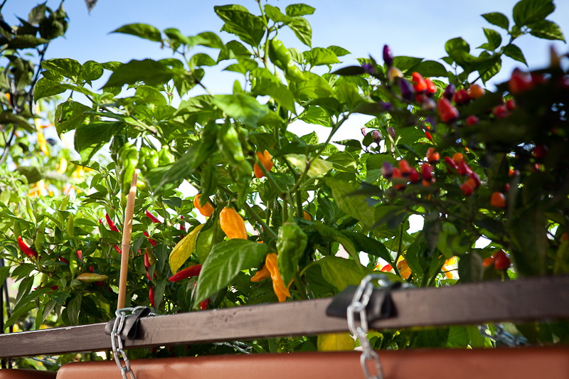 Chili plant topping