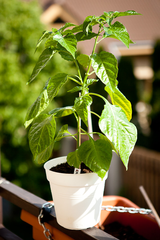 Habanero Carribean Red chili plant - 2 weeks after early topping