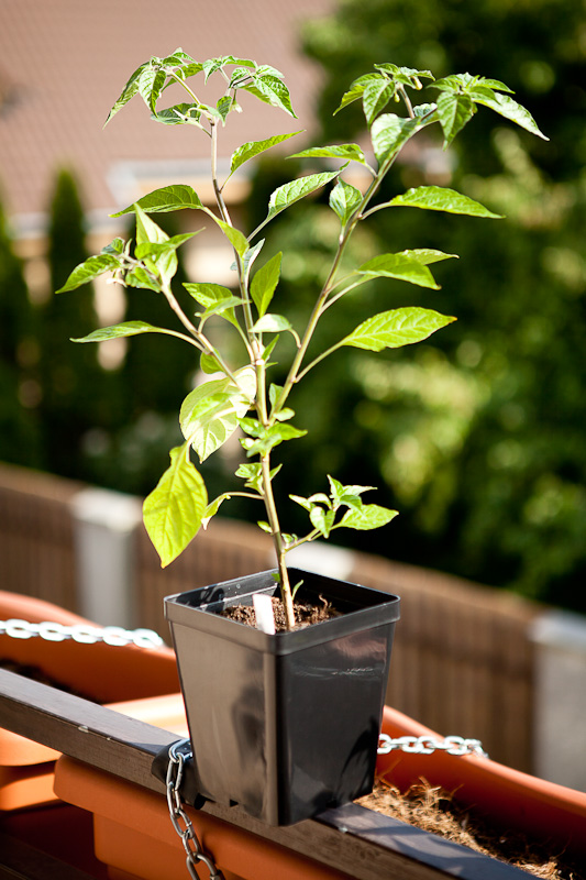 Paper Lantern chili plant