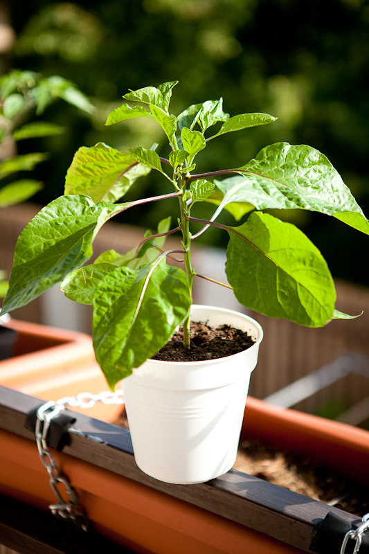 Harlod St. Bart chili plant