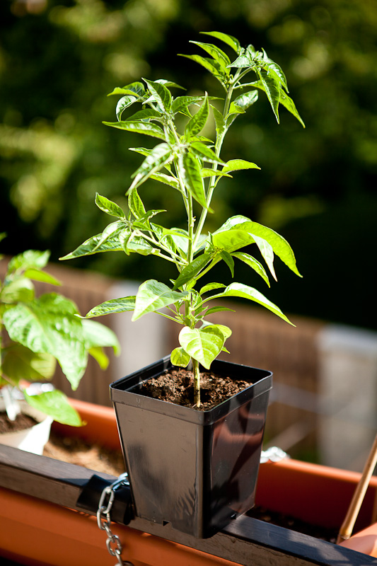 Citron chili plant - 2 weeks after early topping