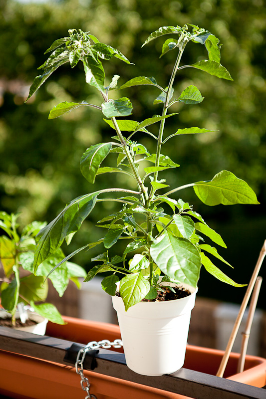 Orange Blob chili plant - 2 weeks after early topping