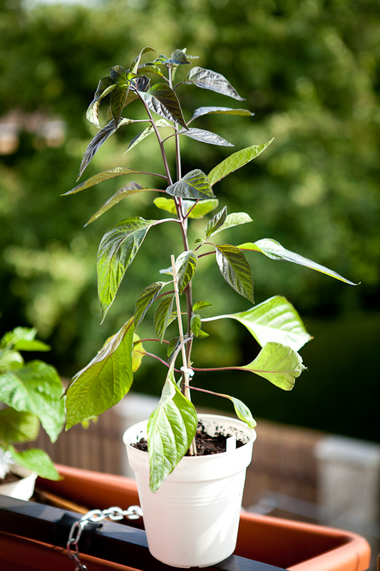 Fidalgo Roxa chili plant