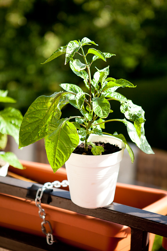 7pot brain strain chili plant