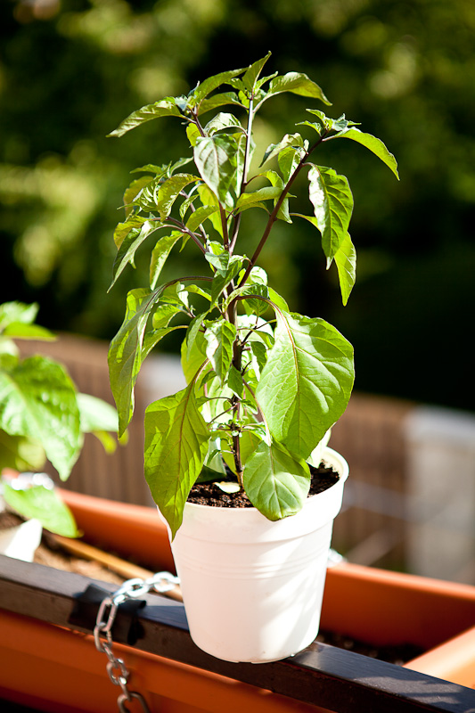 CGN 21500 chili plant - 2 weeks after early topping