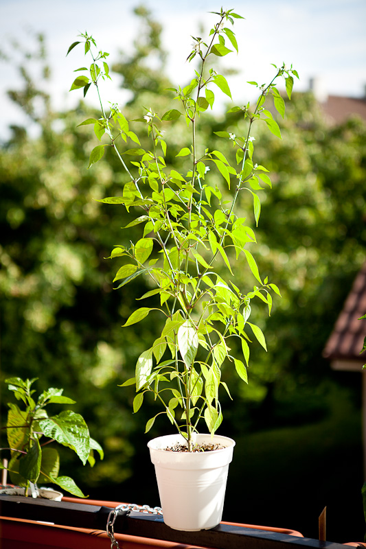 Purira chili plant