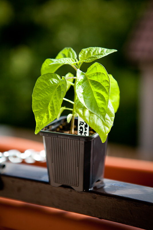 Carolina Reaper chili plant