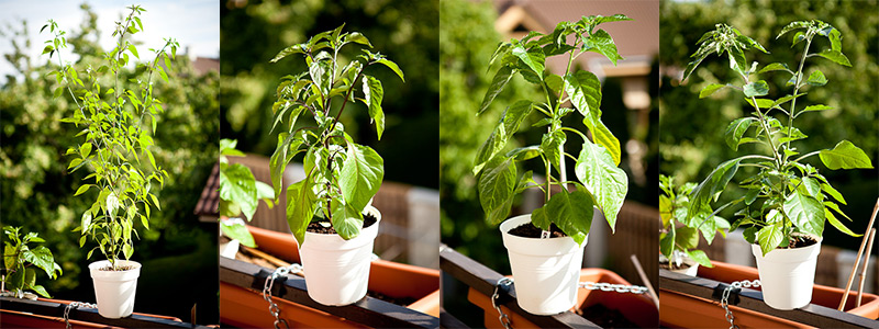 Balcony chili garden 2016